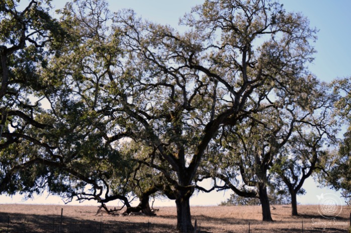 oak trees spread throughout the park