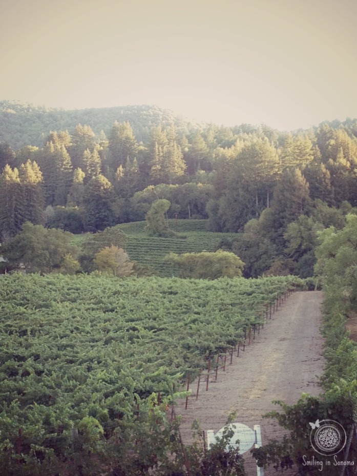 the vineyard