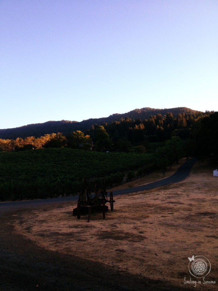 Trail along the vineyard
