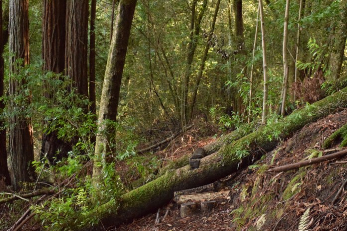 Redwood Grove trail
