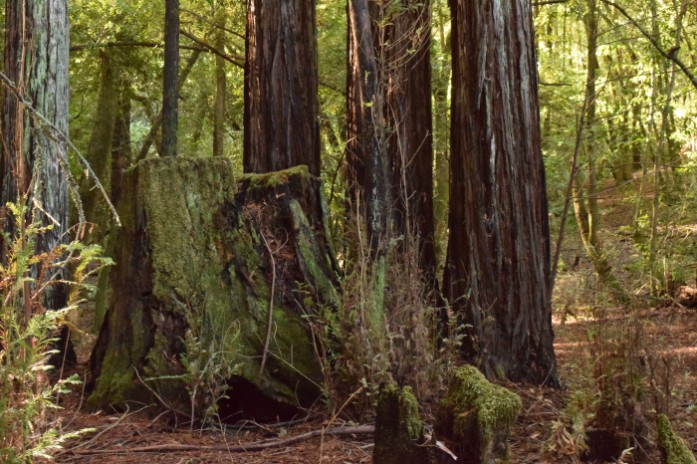 Old Redwood 