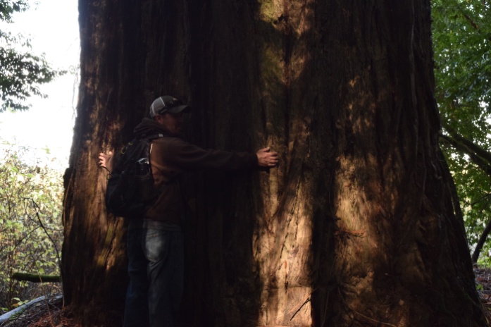 Giant Redwood, Seriously! Can't even hug it all the way around!