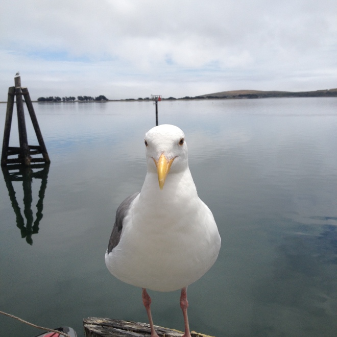 Welcoming Committee ChairGull