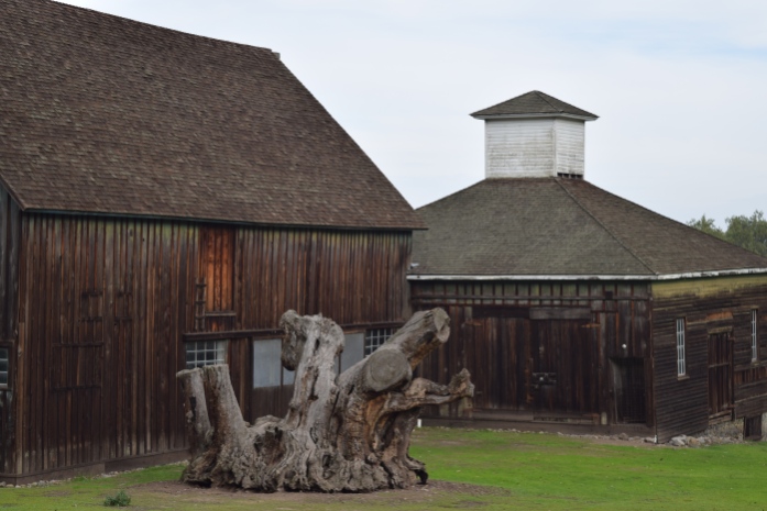 Old Barn with crazy tree stump